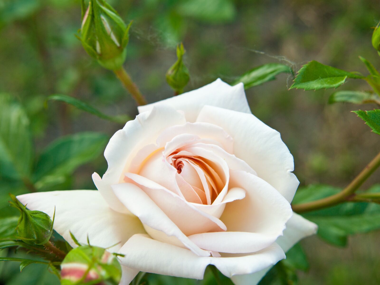 Olympus E-420 (EVOLT E-420) sample photo. Rose, white, flower photography