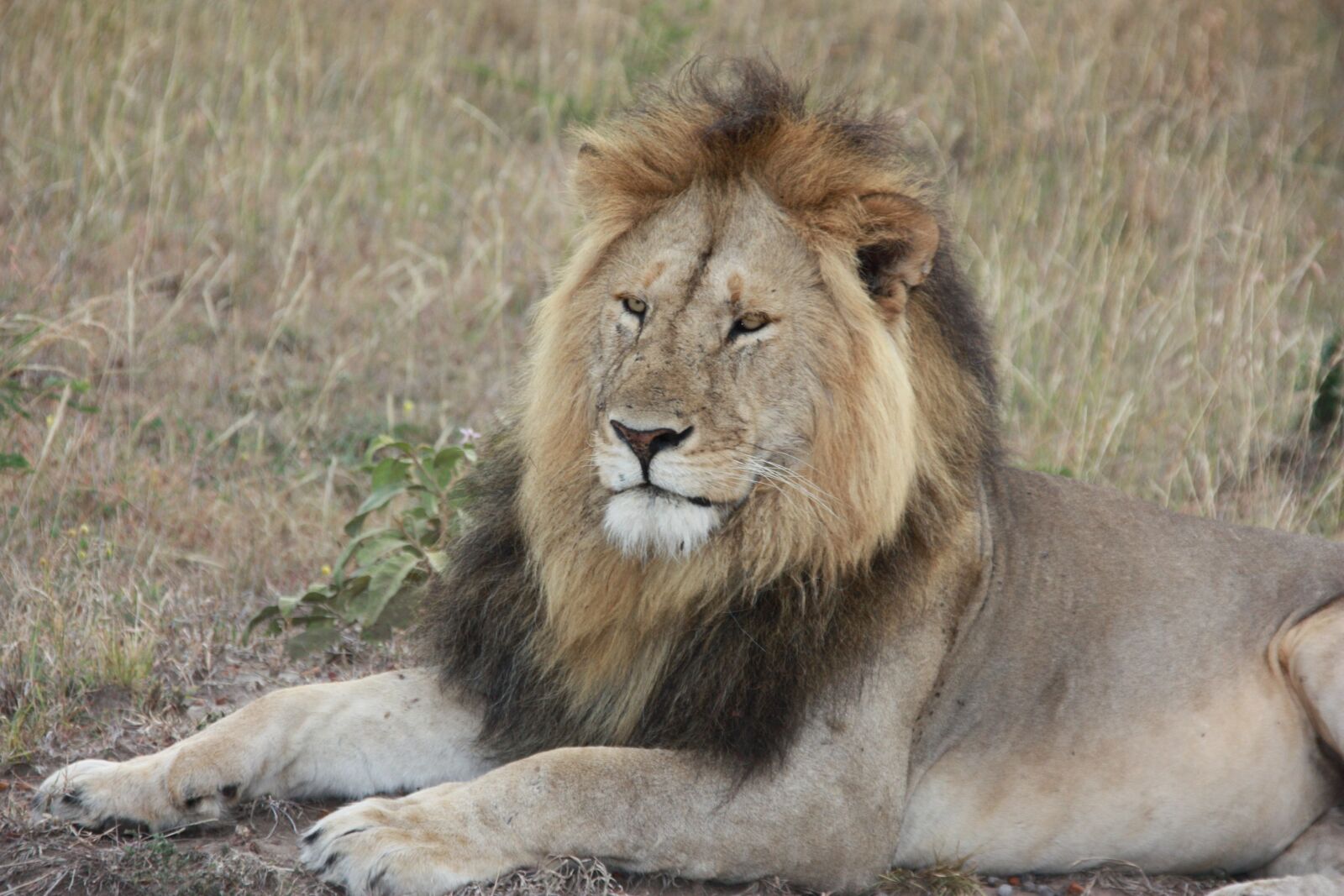 Canon EOS 450D (EOS Rebel XSi / EOS Kiss X2) sample photo. Lion, animal, kenya photography