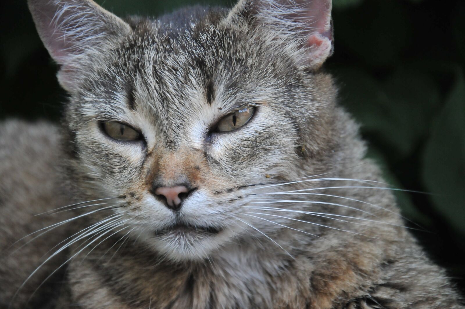 Nikon D300 sample photo. Cat, domestic cat, animal photography