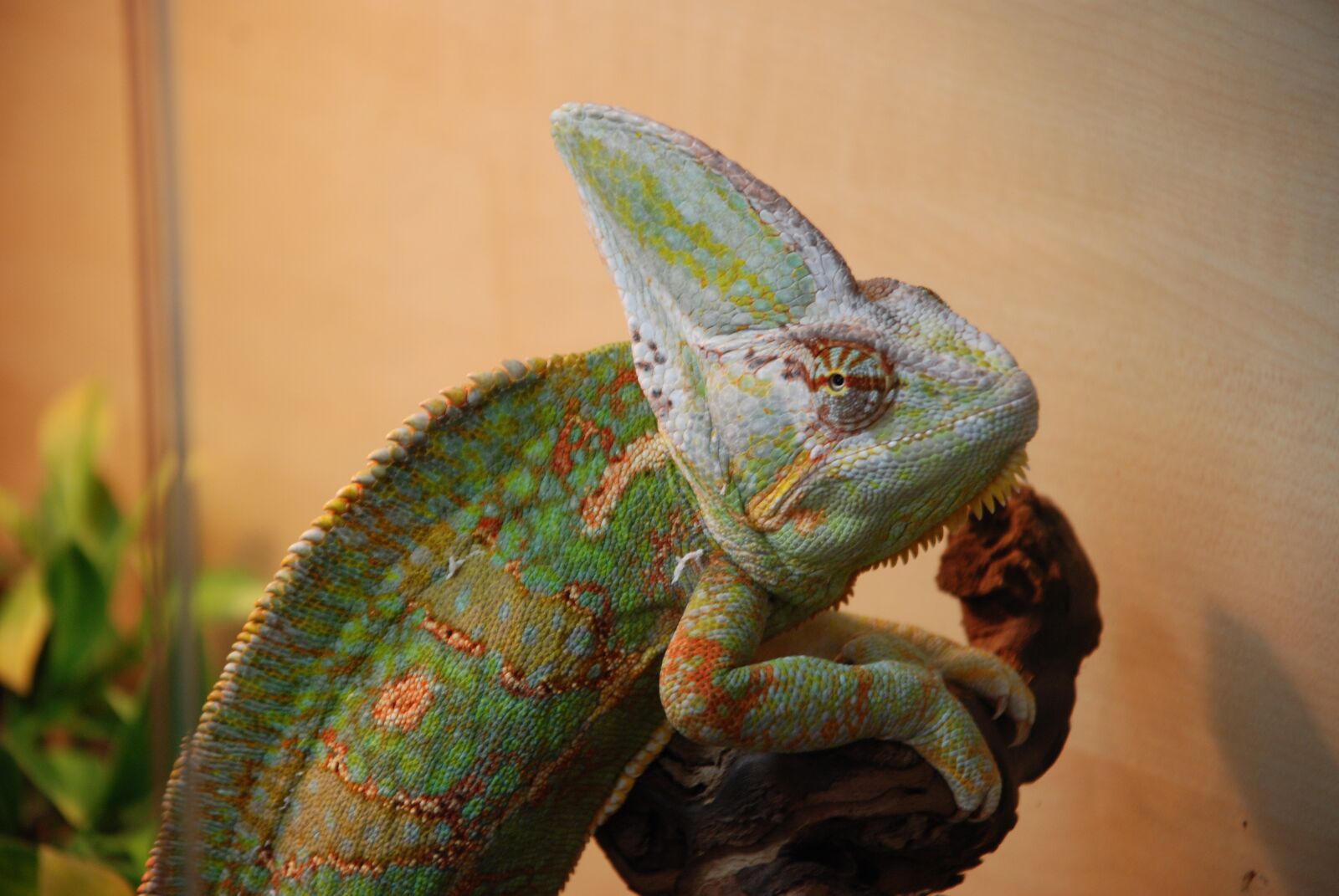 Nikon D80 sample photo. Chameleon, exot, reptile photography