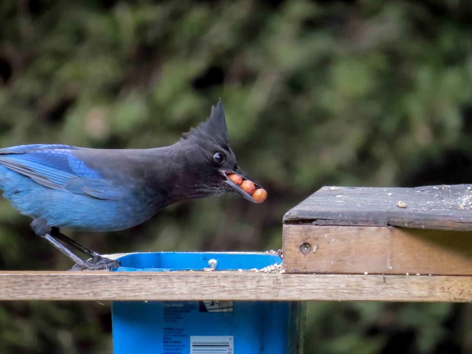 Canon PowerShot SX50 HS sample photo. Stellar jay, eating, nut photography