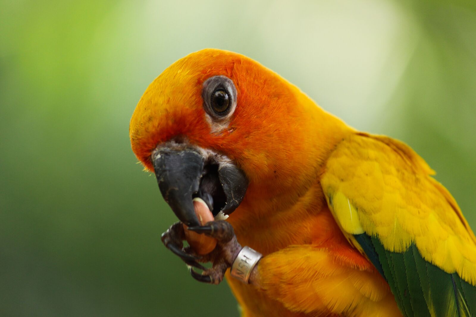 Canon EOS 700D (EOS Rebel T5i / EOS Kiss X7i) sample photo. Bird, parrot, wildlife photography