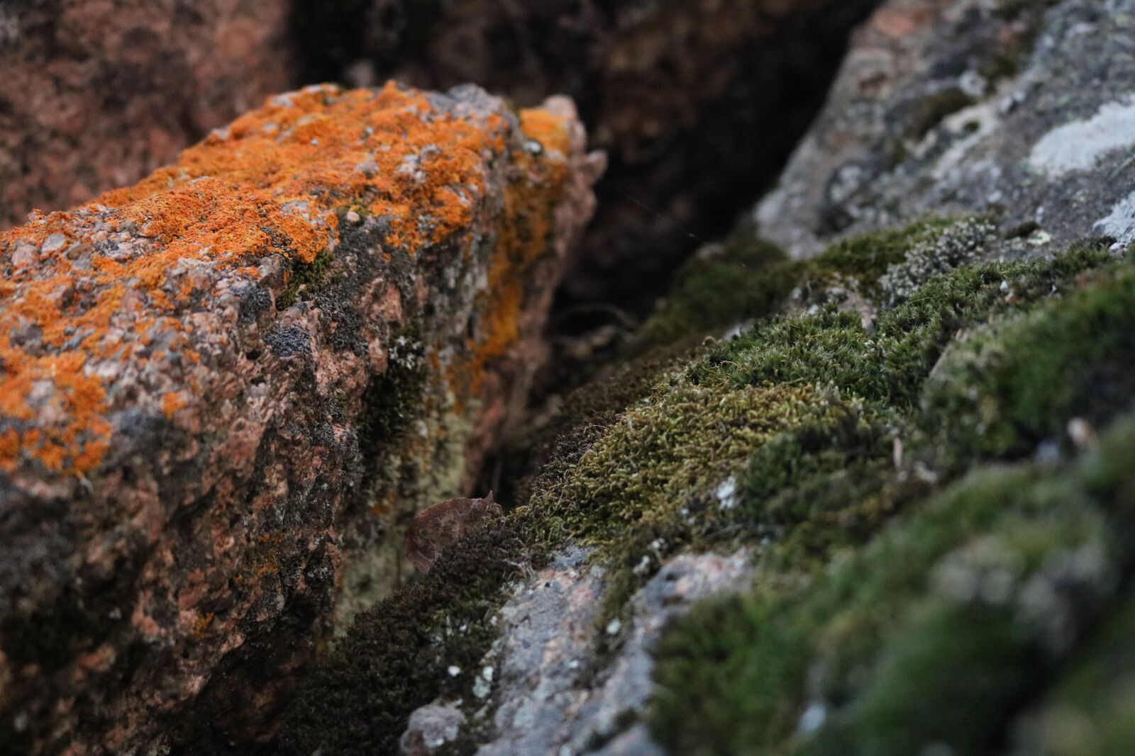 Canon EOS 750D (EOS Rebel T6i / EOS Kiss X8i) sample photo. Moss, orange, green photography
