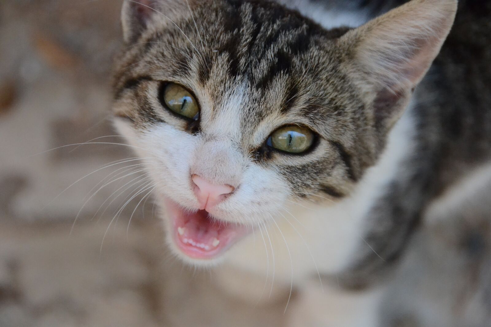 Nikon D3100 sample photo. Cat, animal, sweet photography