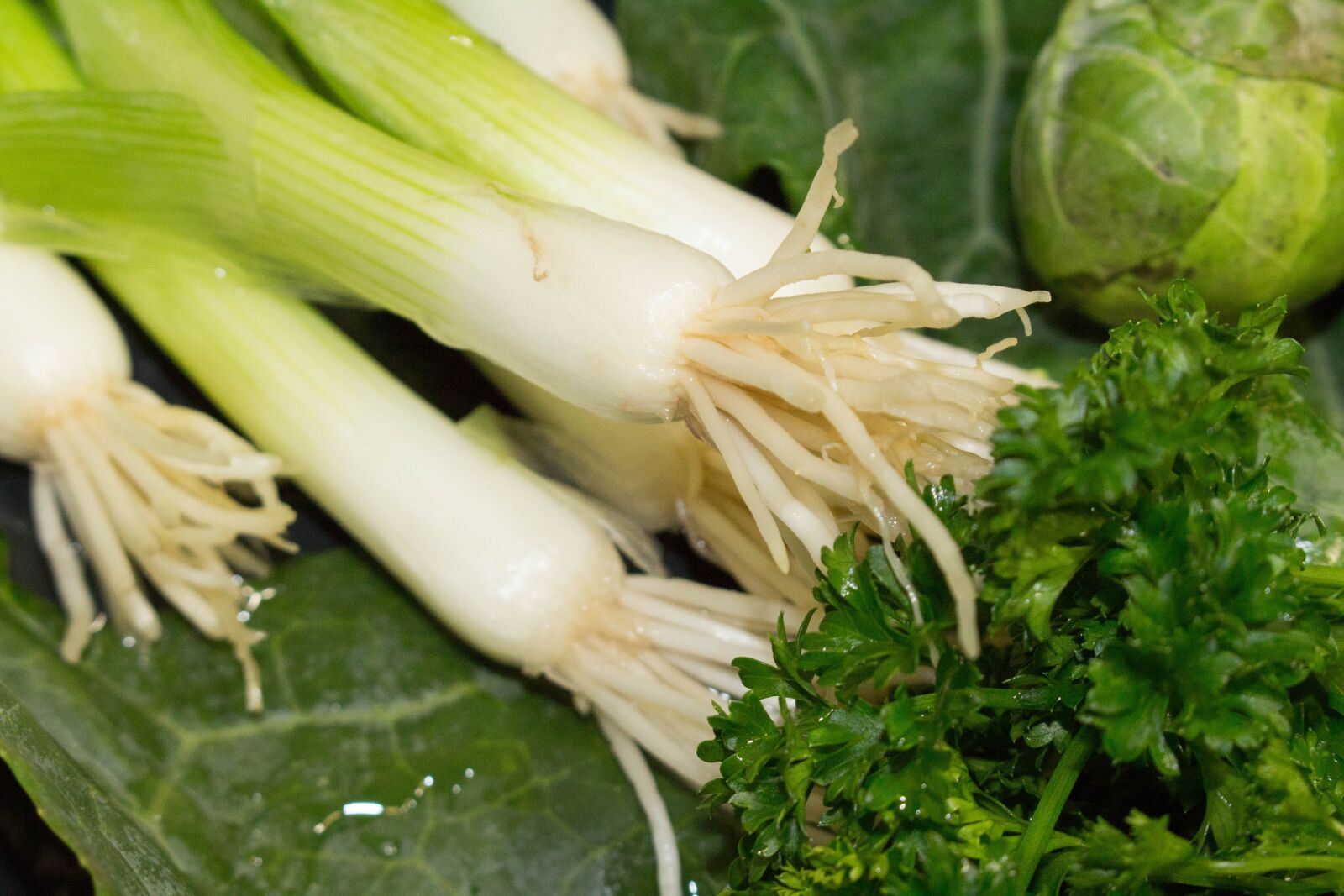 Canon EOS 700D (EOS Rebel T5i / EOS Kiss X7i) sample photo. Onion, vegetable, healthy photography