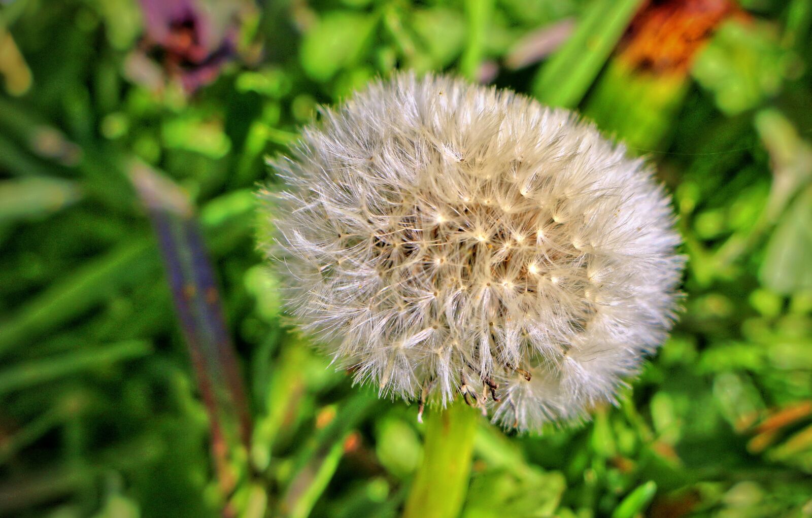 Canon EOS 70D sample photo. Dandelion, buttercup, meadow photography