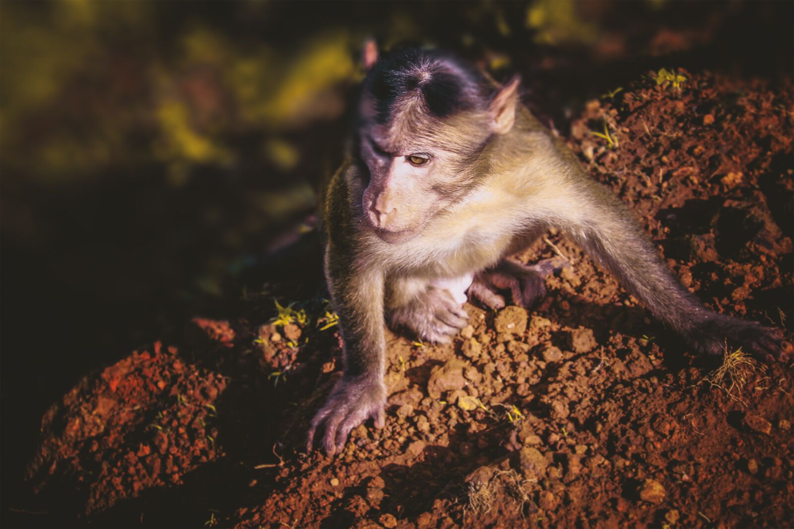 Canon EOS 1300D (EOS Rebel T6 / EOS Kiss X80) sample photo. Monkey, animal animals, wildlife photography