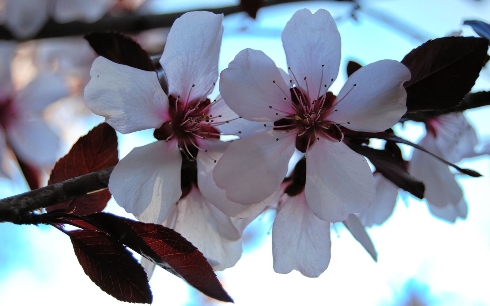 Nikon D40X sample photo. Flowers, petals, whites photography