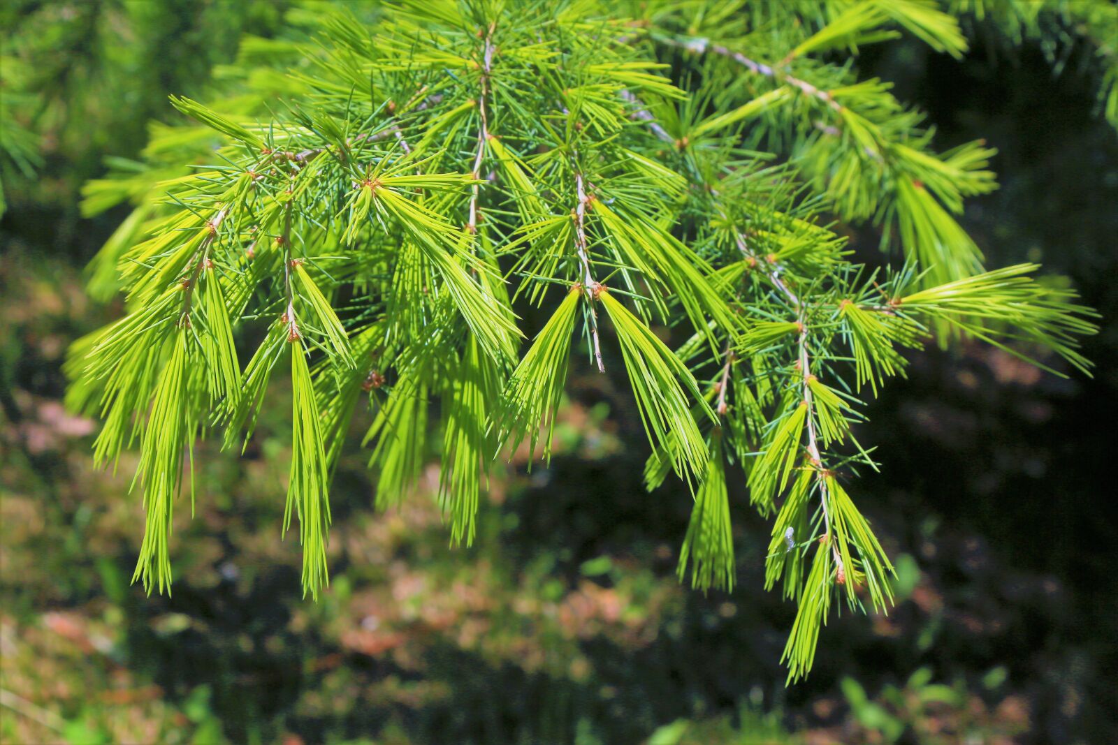 Canon EF 24-105mm F4L IS USM sample photo. Forest, branches, tree photography