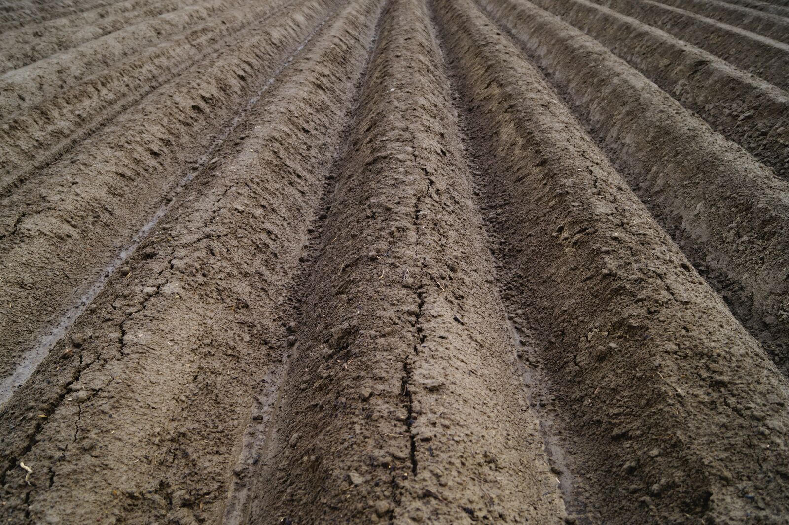 Sony SLT-A58 sample photo. Arable, field, agriculture photography