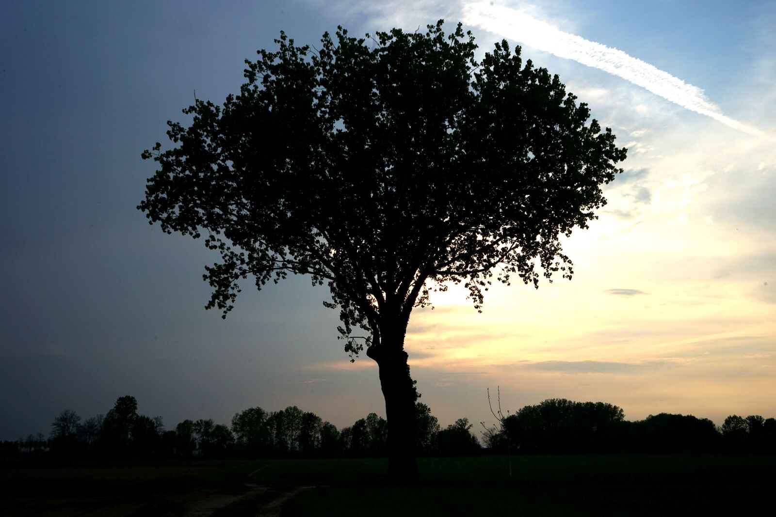 Sony a7 II sample photo. Tree, tree sunset, tree photography
