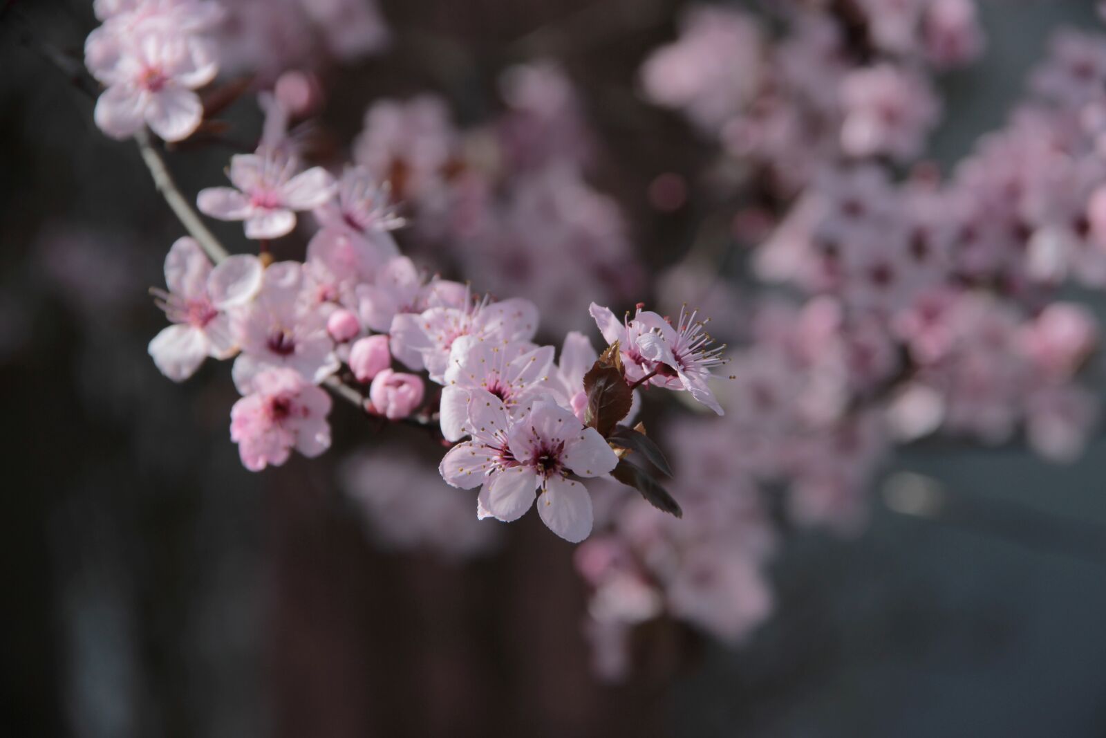 Canon EOS 600D (Rebel EOS T3i / EOS Kiss X5) sample photo. Flowers, flower, spring photography