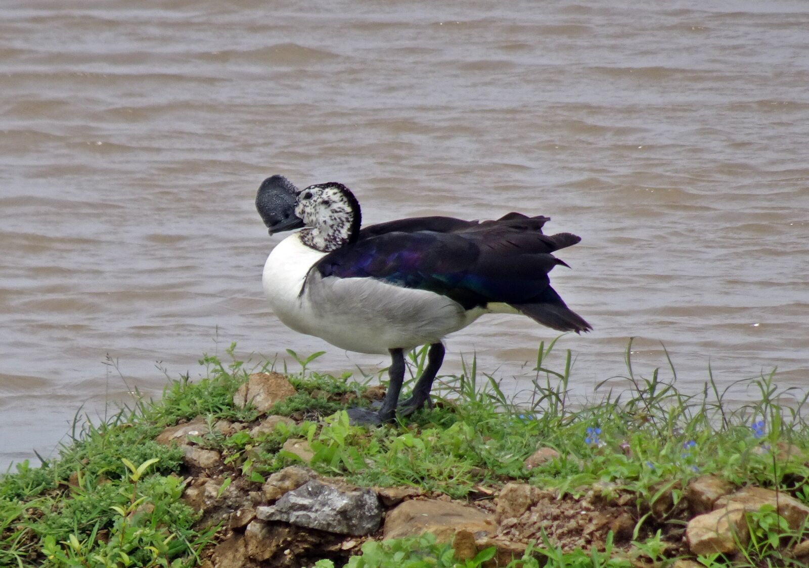Sony Cyber-shot DSC-HX90V sample photo. Duck, bird, knob-billed duck photography