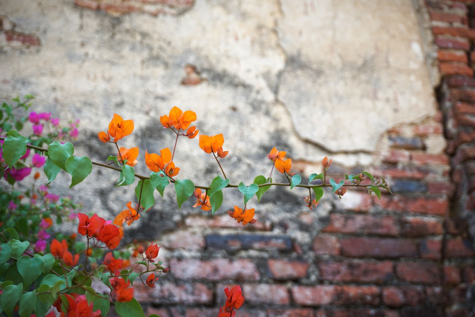 Sony a6000 sample photo. Flower, wall, brick photography