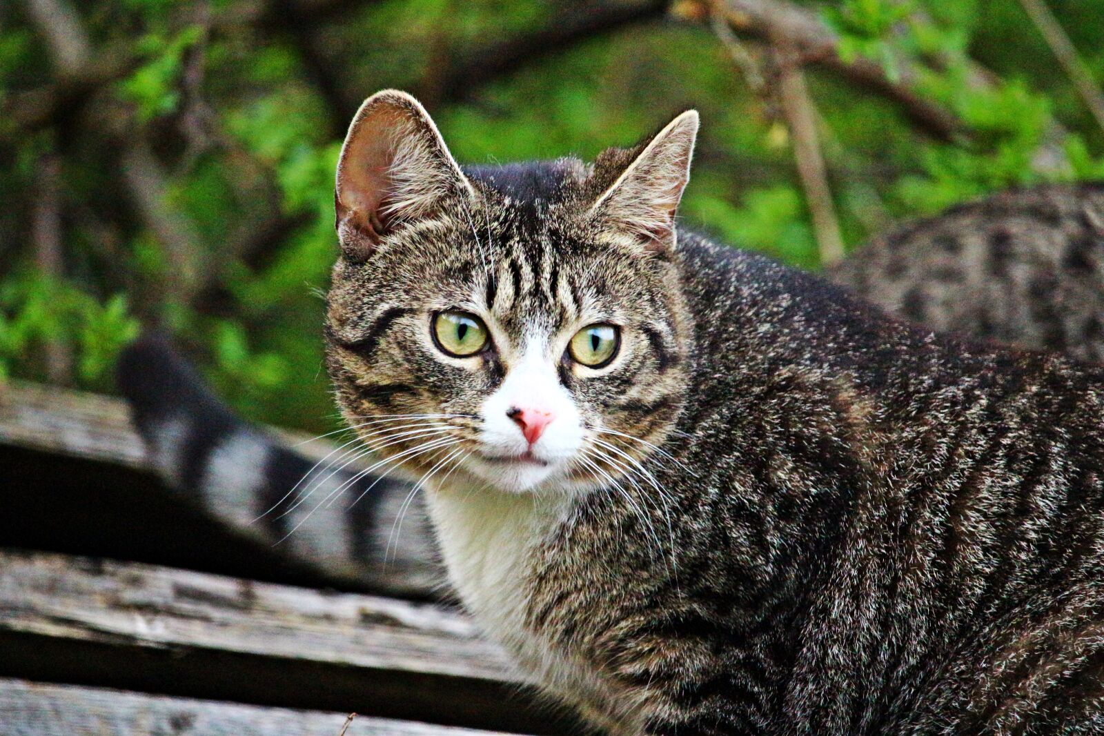 Canon EOS 100D (EOS Rebel SL1 / EOS Kiss X7) sample photo. Cat, tiger cat, mieze photography