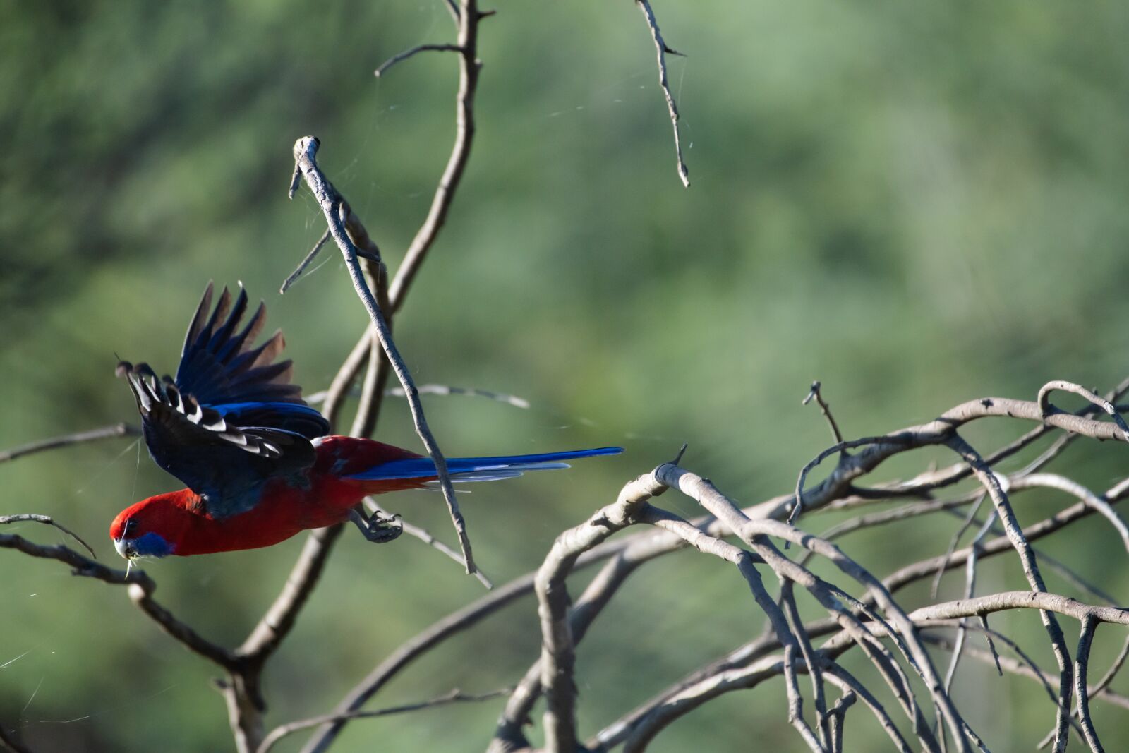 Nikon D850 sample photo. Crimson rosella, platycercus elegans photography