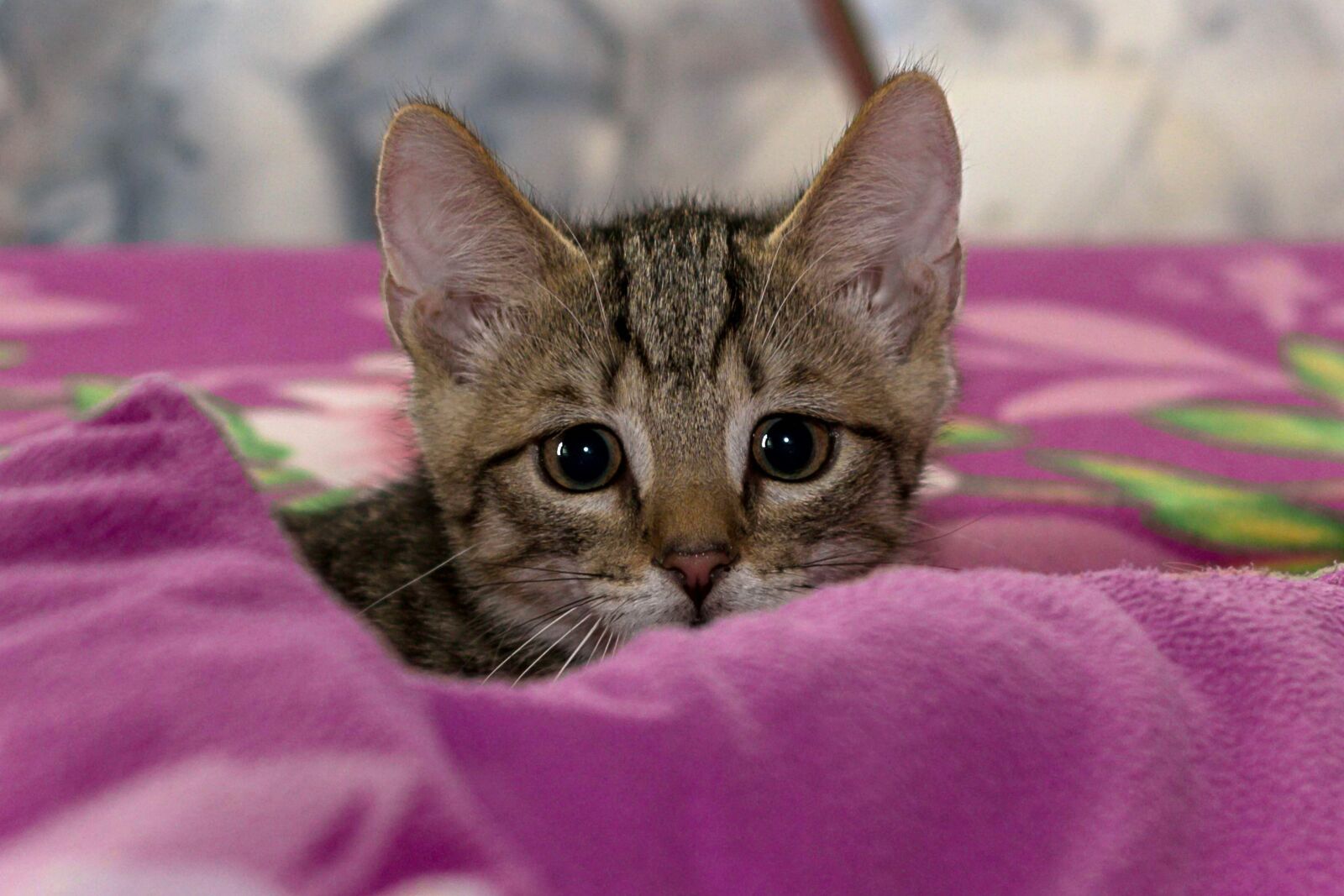 Canon EOS 600D (Rebel EOS T3i / EOS Kiss X5) + Canon EF 50mm F1.8 II sample photo. Cat, small, mackerel photography