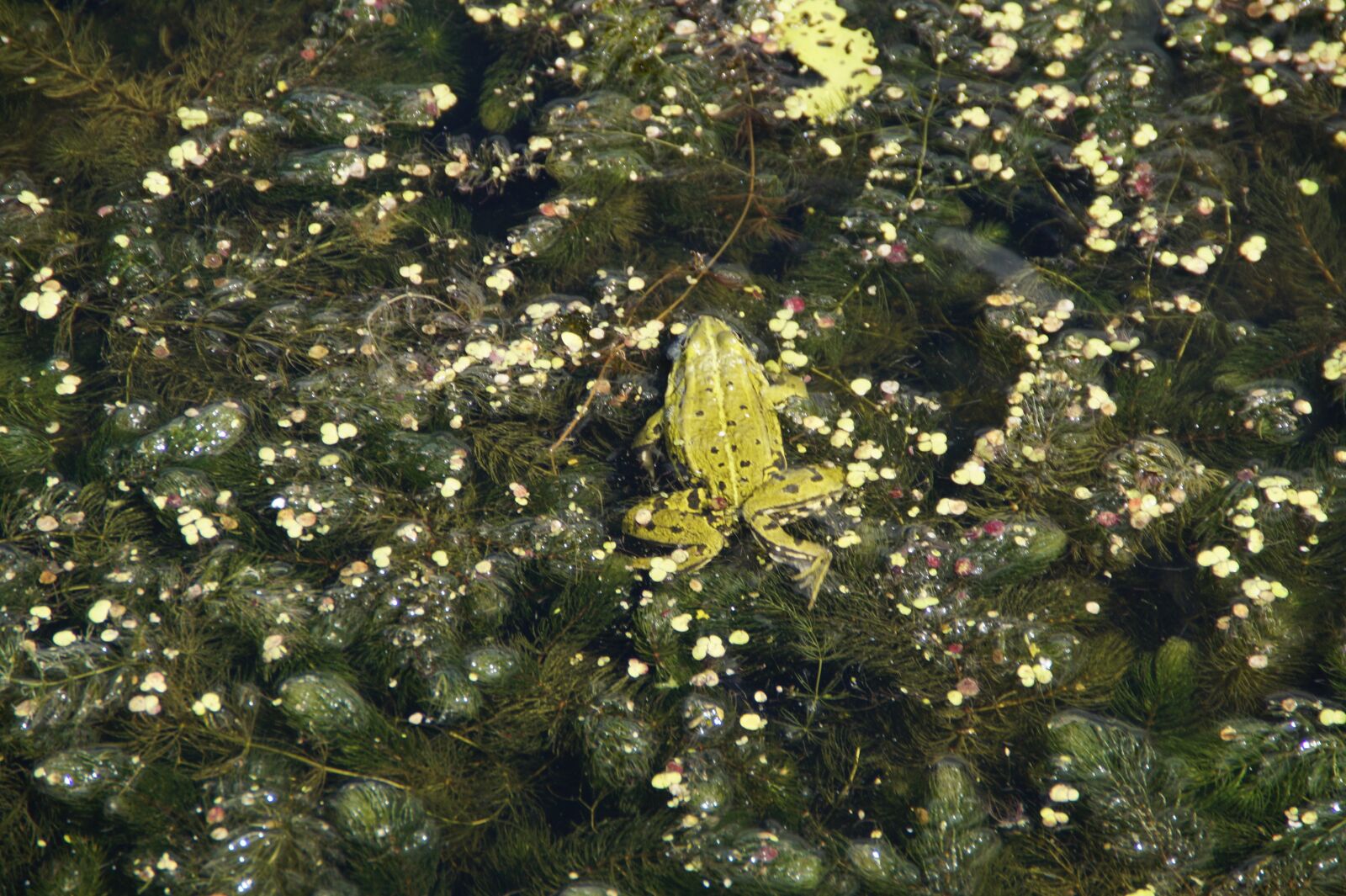 Sony SLT-A58 sample photo. Frog, frog pond, green photography