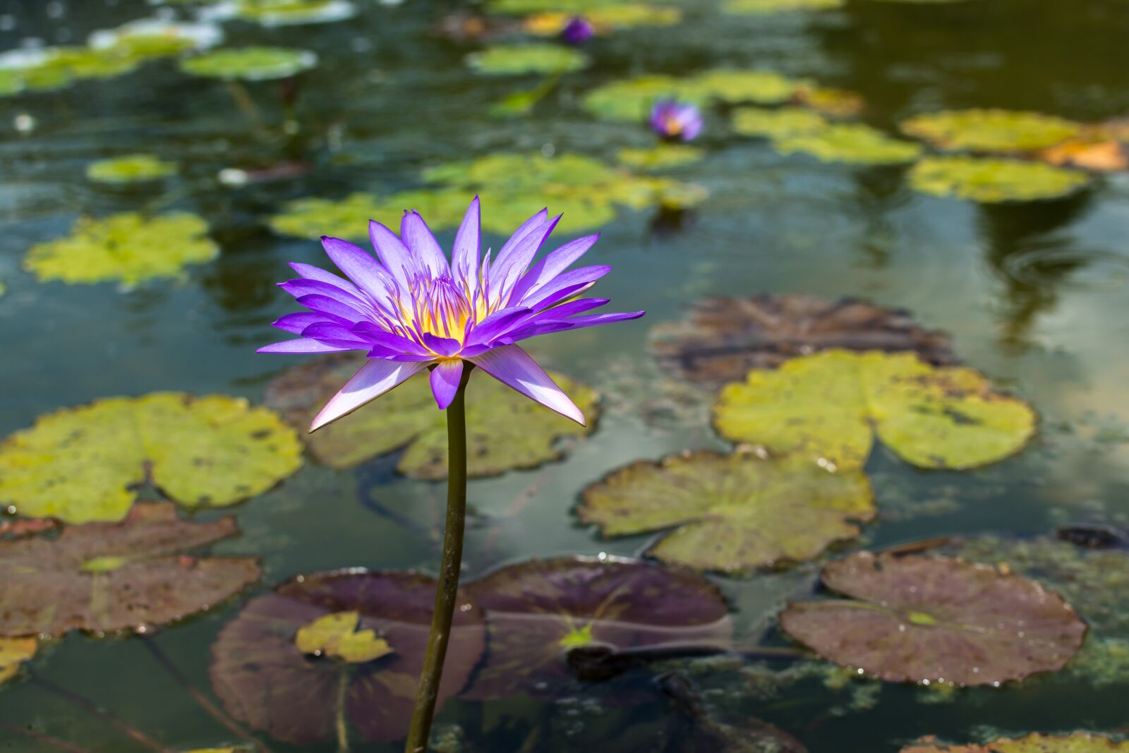Nikon D7100 sample photo. Korea, gyeonggi do, paju photography
