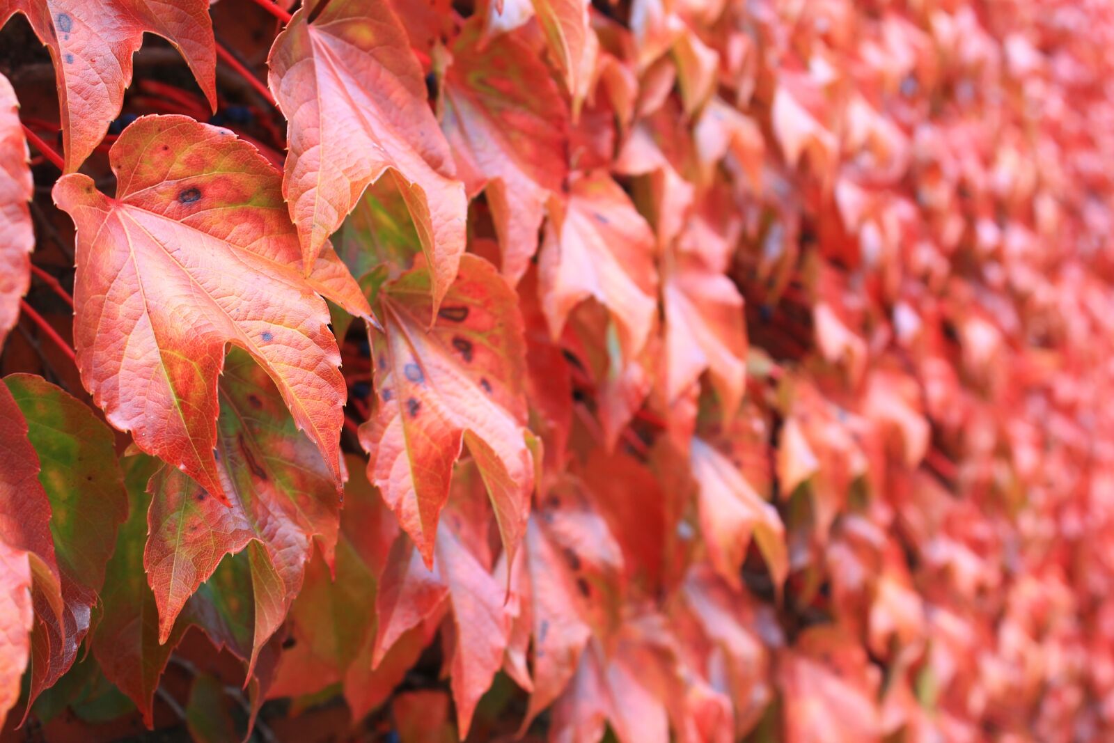 Canon EOS 1100D (EOS Rebel T3 / EOS Kiss X50) sample photo. Autumn, leaves, red photography
