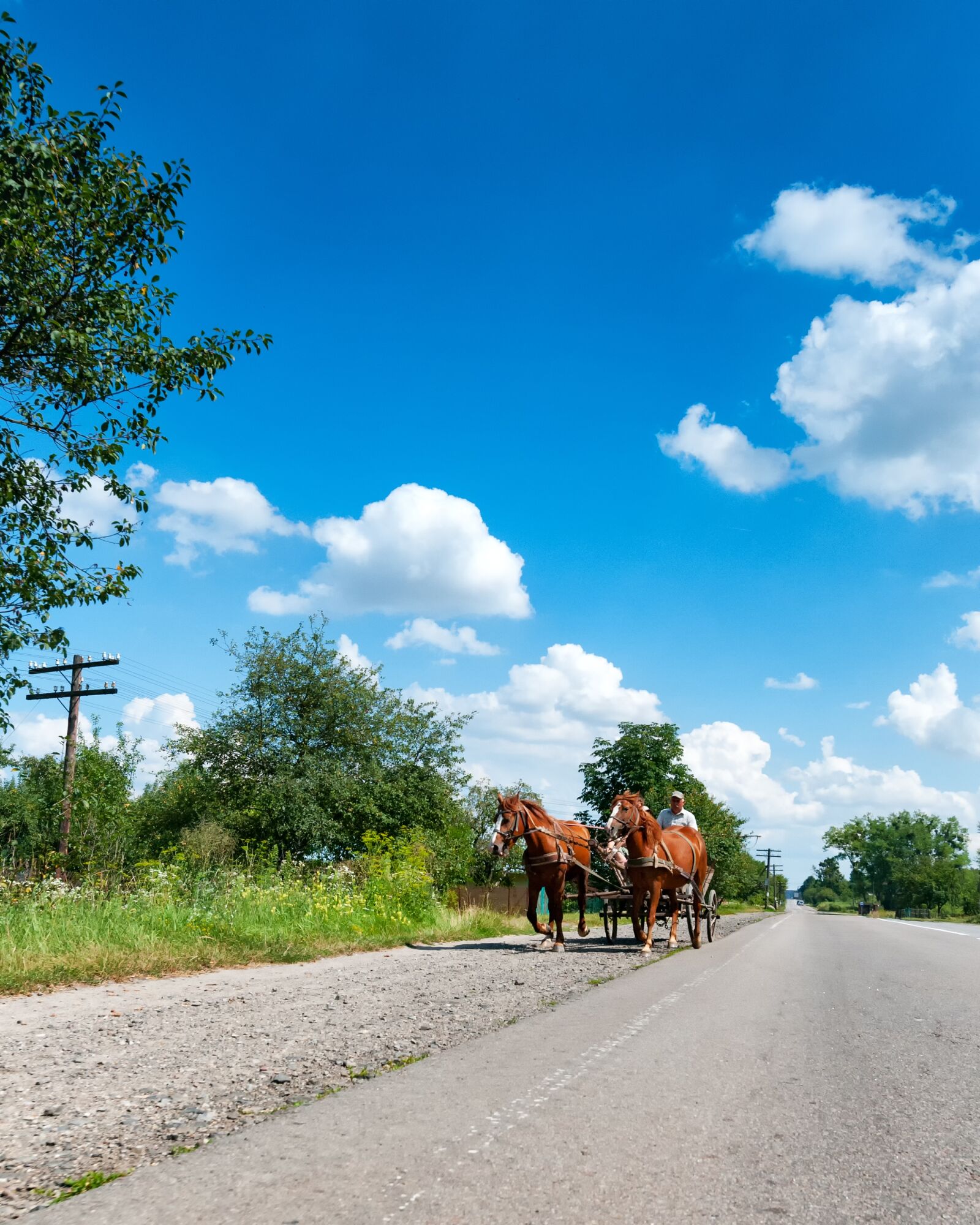 Nikon D300S sample photo. Horses, coach, road photography