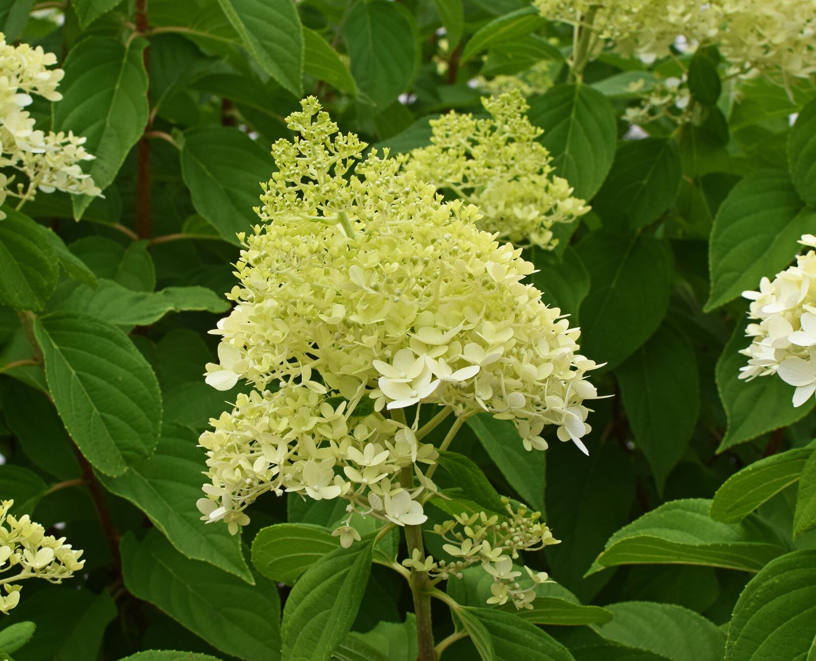 Nikon D3300 sample photo. Yellow hydrangea, hydrangea, blossoms photography