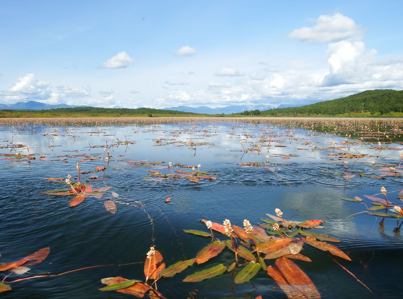 Fujifilm FinePix S1 sample photo. Lake, autumn, weed photography