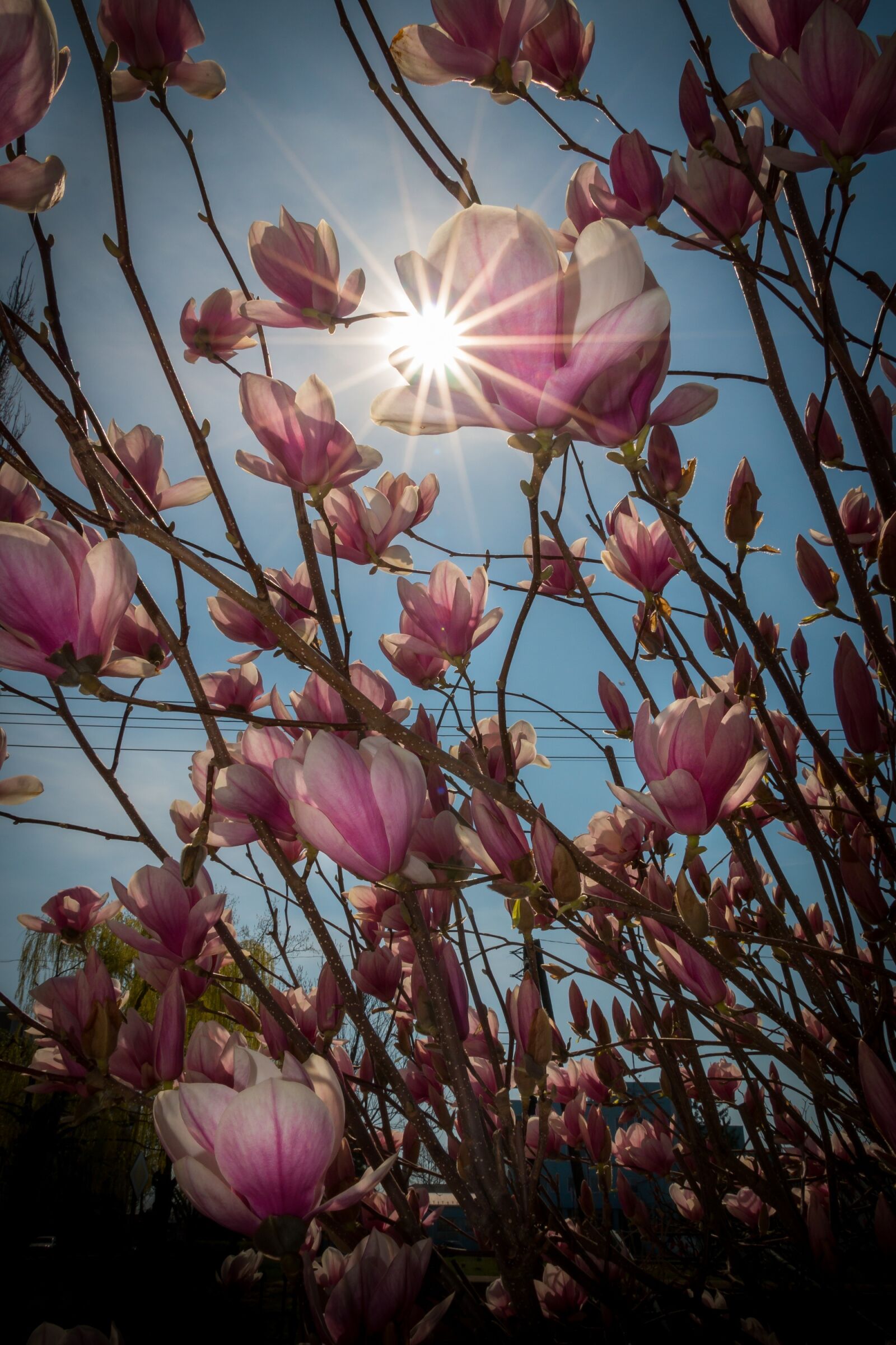 Canon EOS 70D sample photo. Spring, magnolia, flower photography