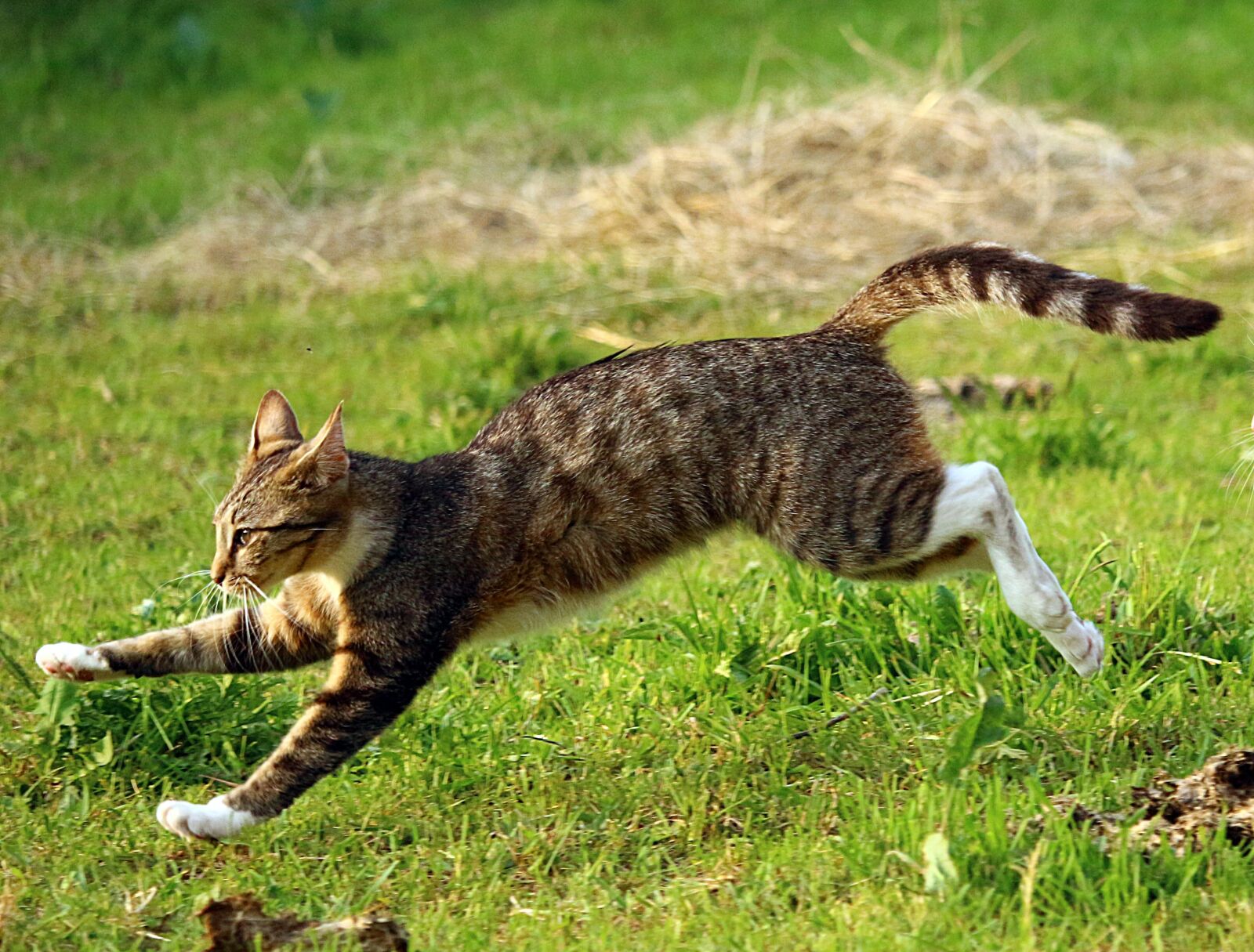 Canon EOS 100D (EOS Rebel SL1 / EOS Kiss X7) sample photo. Cat, mieze, tiger cat photography