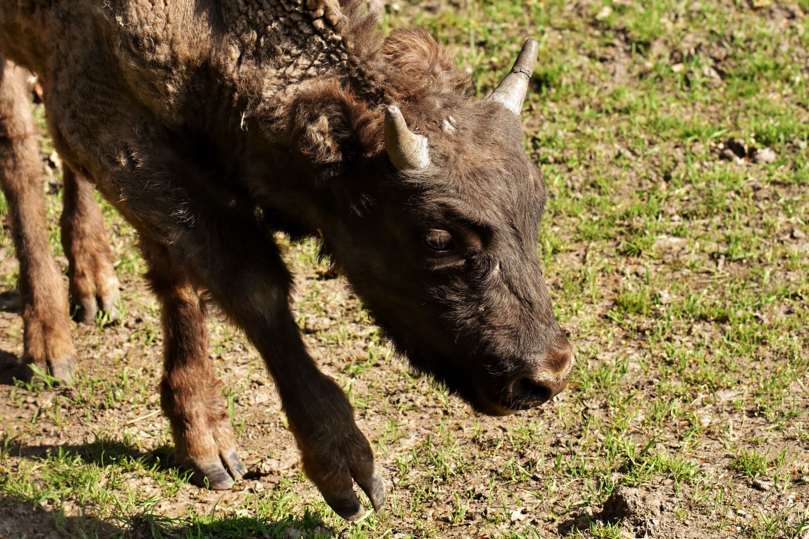 Nikon D7200 sample photo. Bison, wildpark poing, wild photography