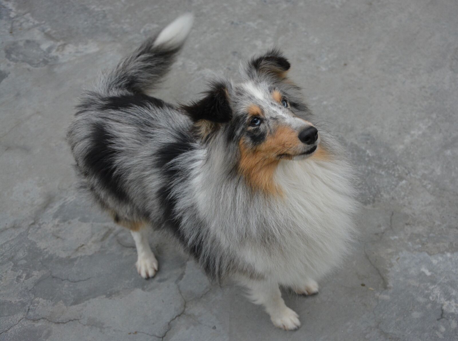 Nikon D5200 sample photo. Bitch, dog, shetland sheepdog photography