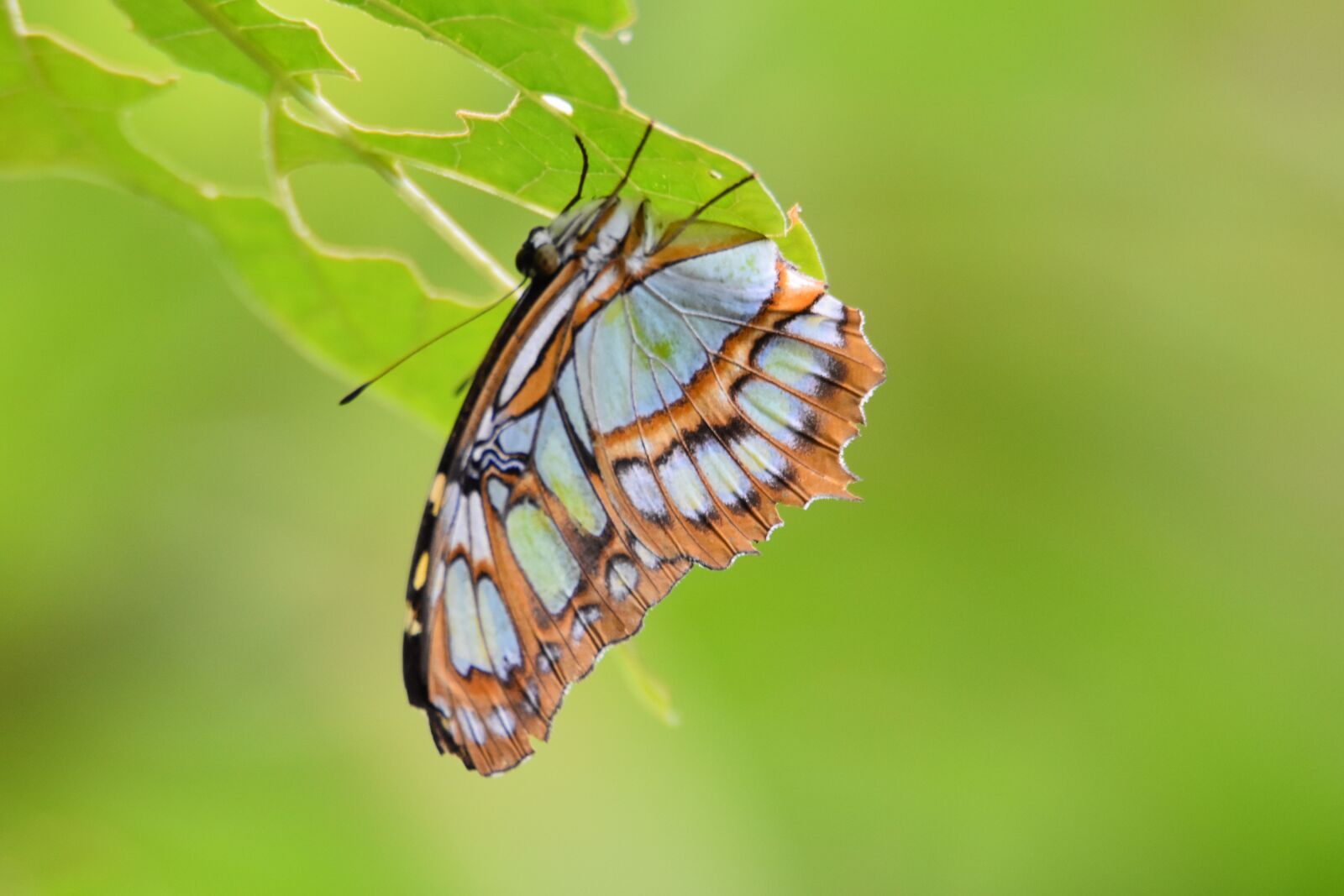 Nikon D7200 sample photo. Insect, nature, butterfly photography