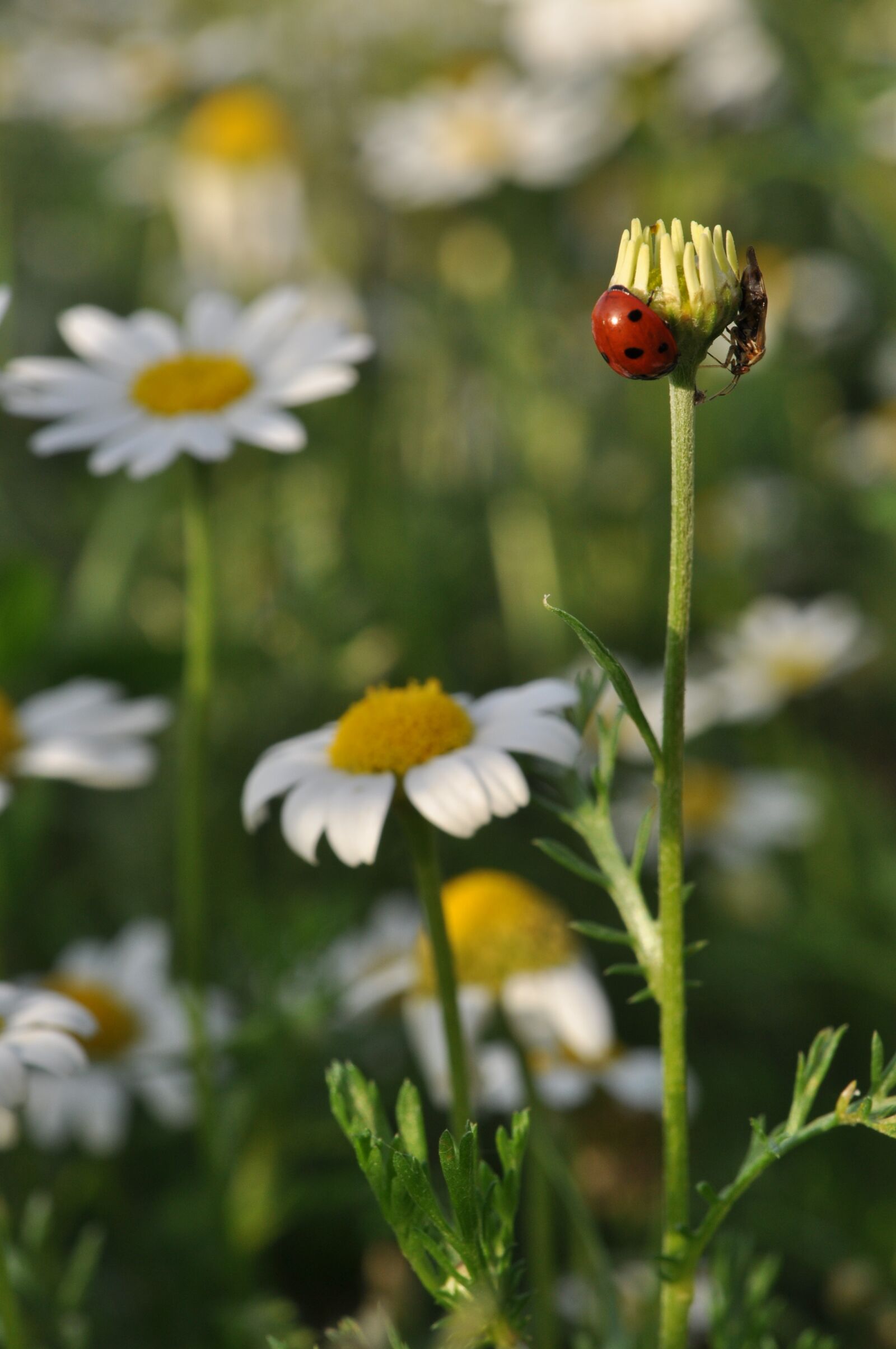 Nikon D5000 sample photo. Nature, flower, spring photography