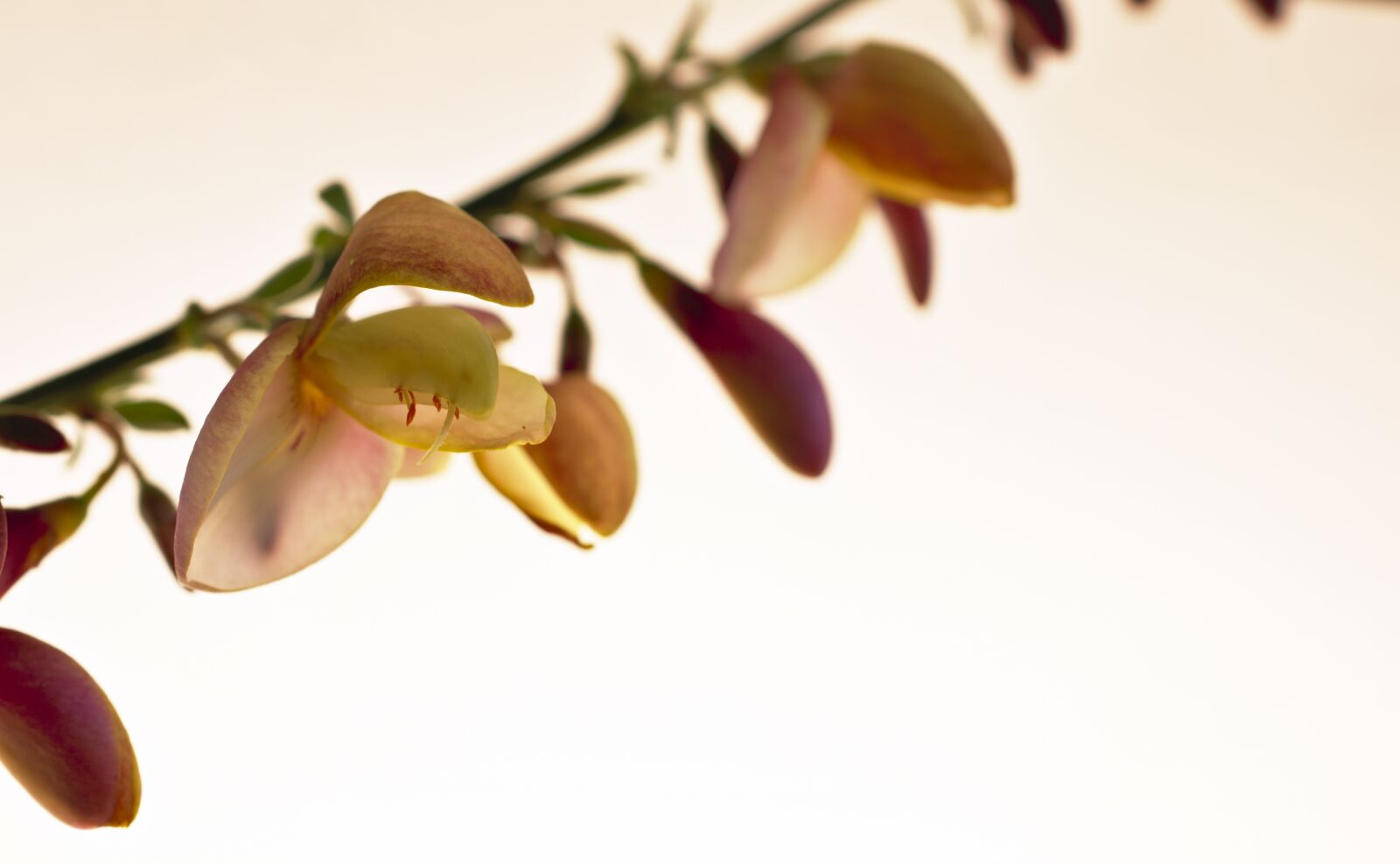 Nikon D5600 sample photo. Broom, genista, blossom photography