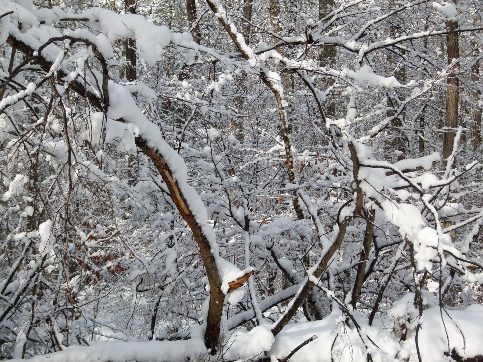 Panasonic Lumix DMC-FZ100 sample photo. Winter, snow, snowstorm photography