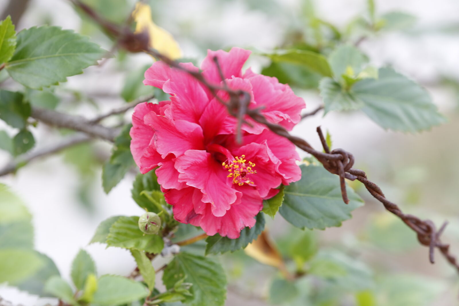 Canon EOS 5D Mark III sample photo