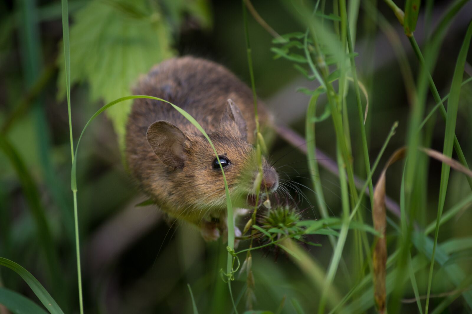 Nikon D7200 sample photo. Mouse, close up, fur photography