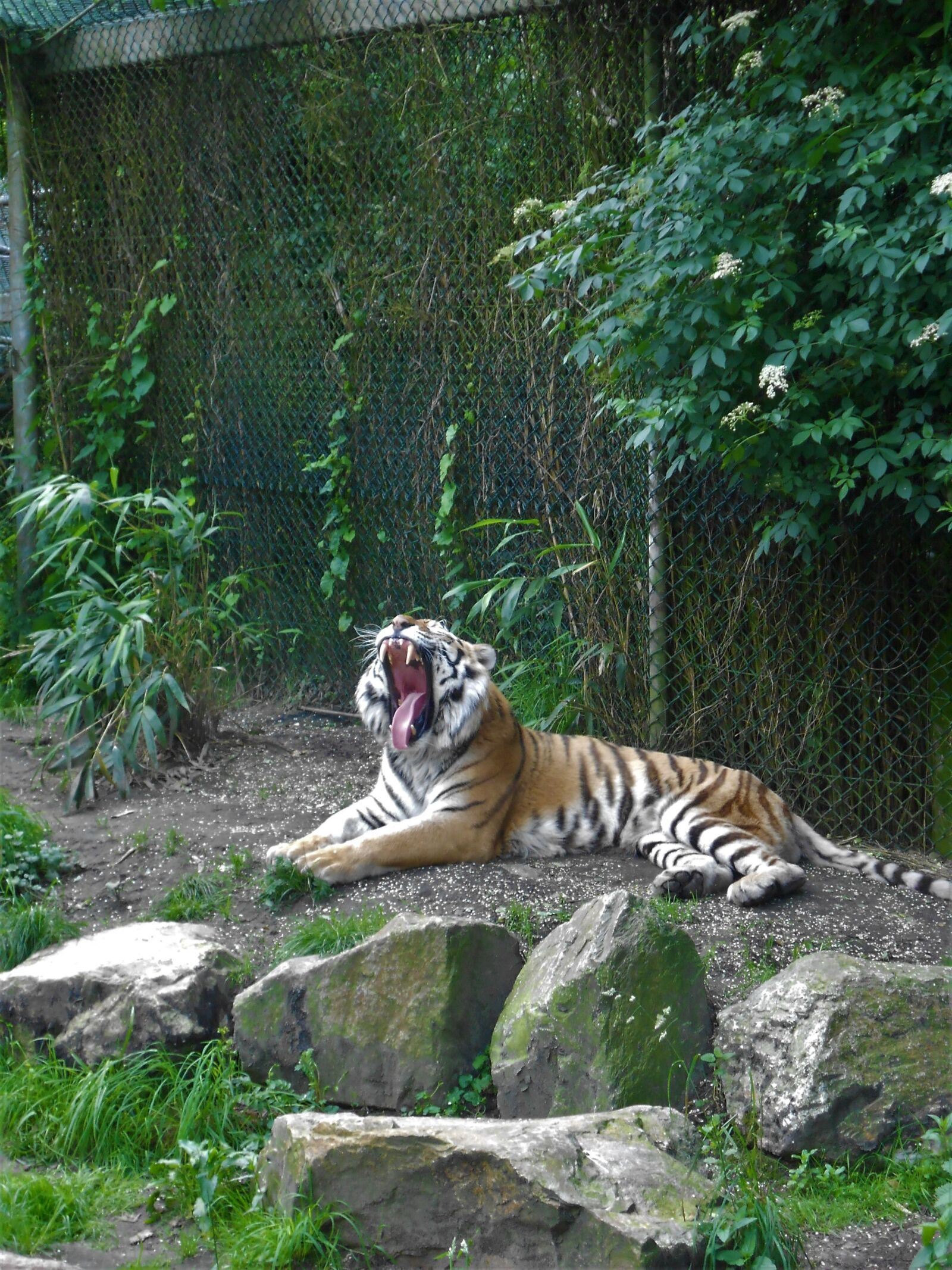 Nikon COOLPIX S2600 sample photo. Tiger, predator, mammal photography