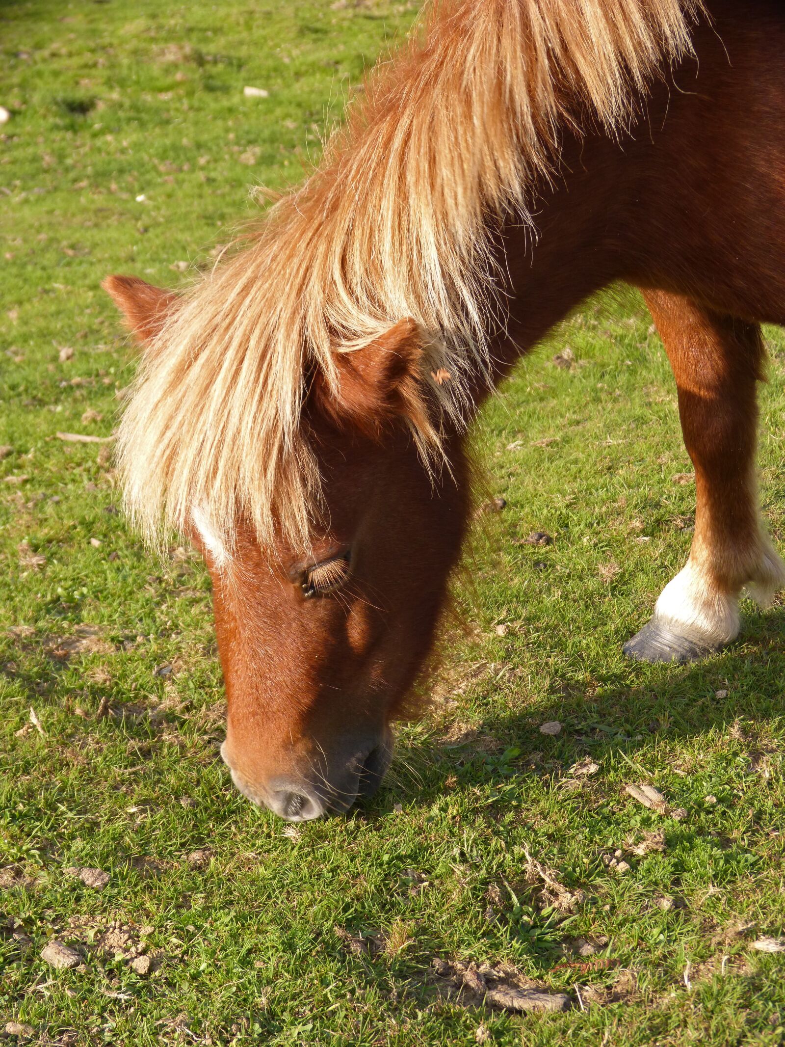 Panasonic DMC-FZ62 sample photo. Pony, pastures, pasture photography