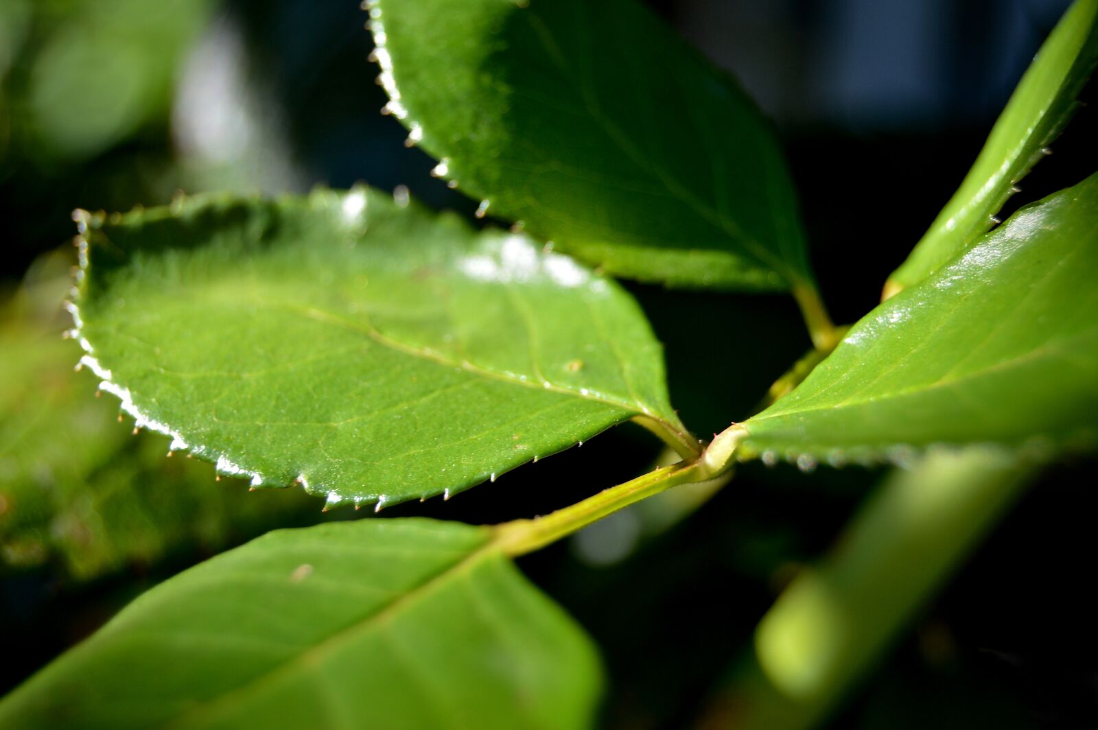 Nikon D3200 sample photo. Branch, leaf, flowers photography