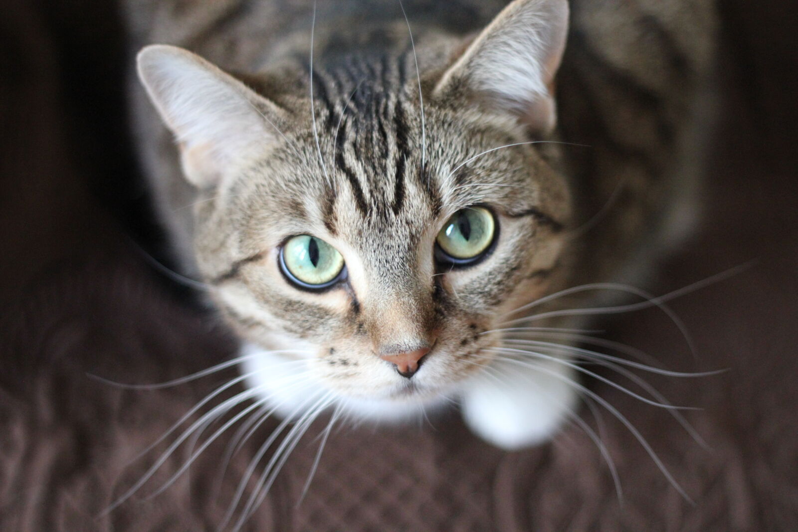Canon EOS 550D (EOS Rebel T2i / EOS Kiss X4) sample photo. Cat, whiskers, kitty, tabby photography