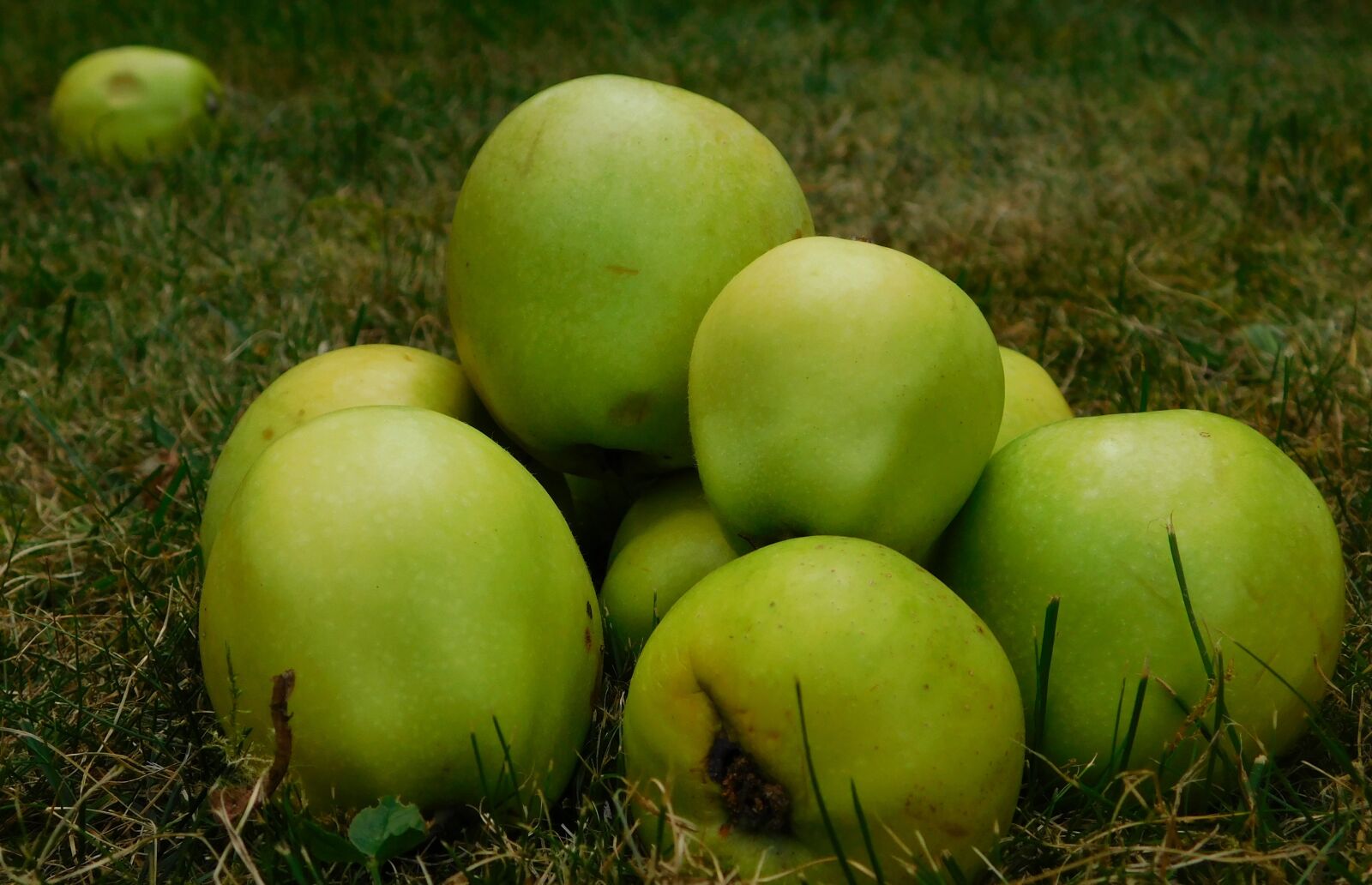 Nikon Coolpix L840 sample photo. Apple, fruit, fruits photography