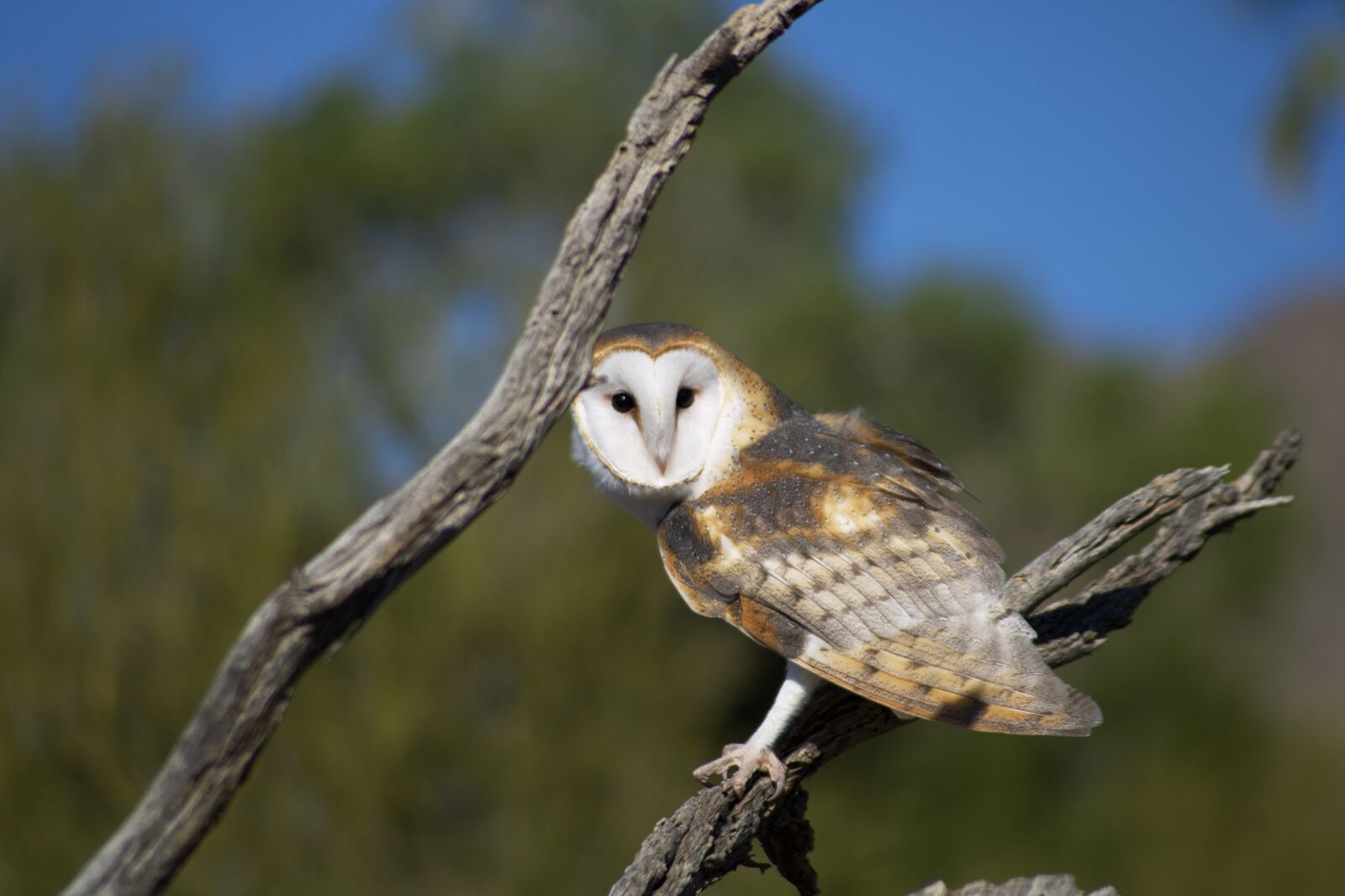 Canon EOS 750D (EOS Rebel T6i / EOS Kiss X8i) sample photo. Bird, avian, feather photography