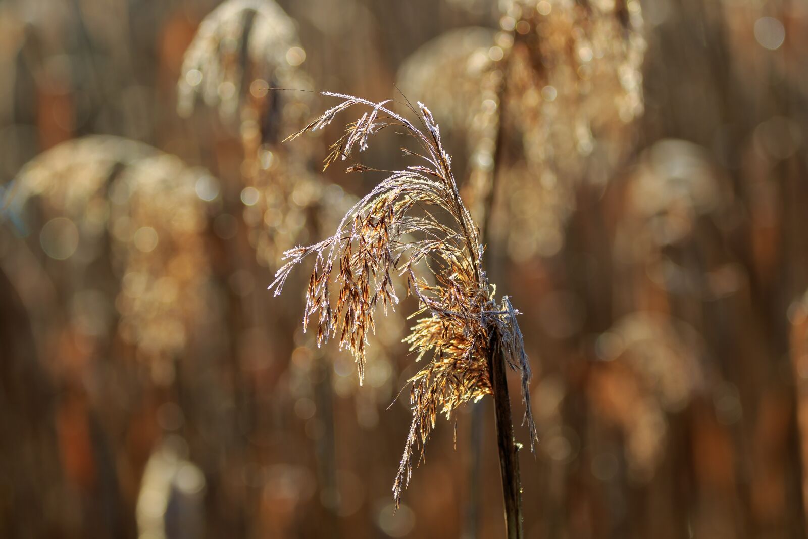 Canon EF 70-300mm F4-5.6L IS USM sample photo. Nature, morning sun, reed photography