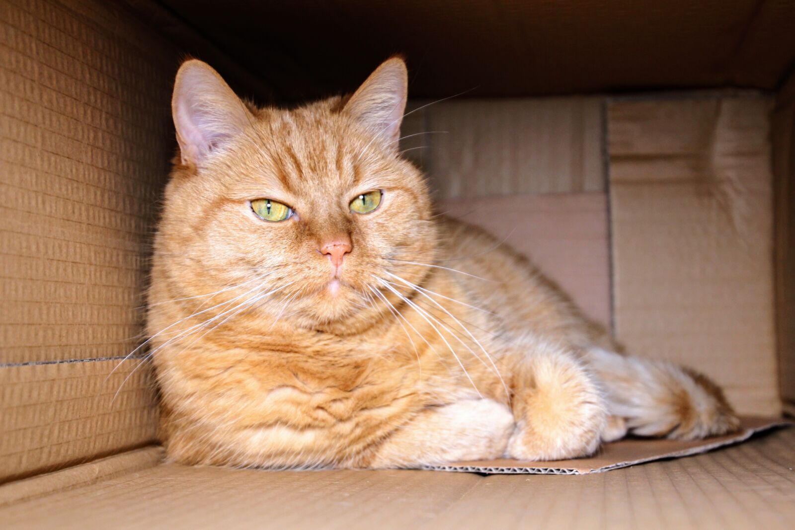 Canon EOS 60D sample photo. Cat, red cat, kitten photography