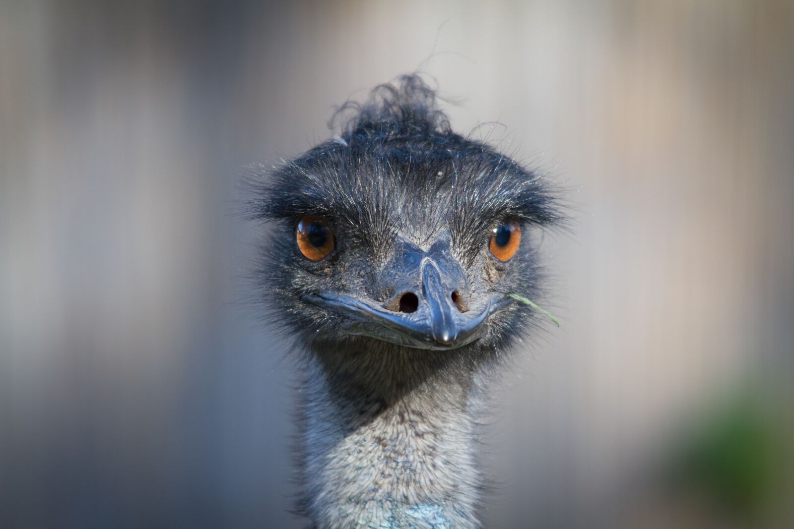 Canon EOS 7D sample photo. Bird, emu, animal world photography