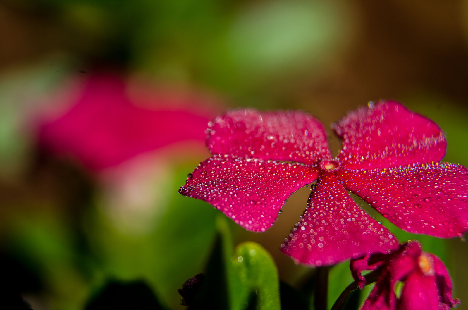 Nikon D5100 sample photo