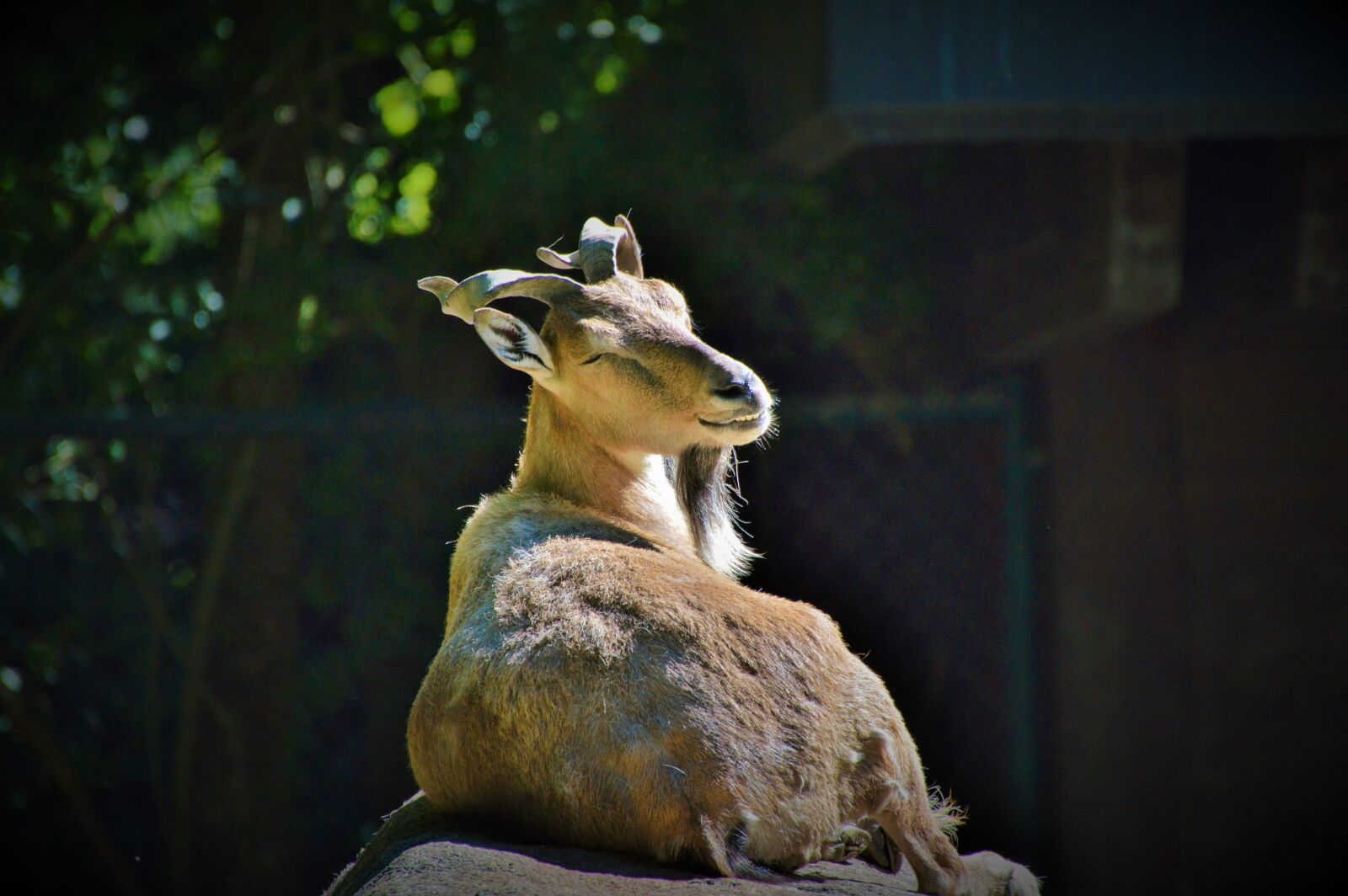 Nikon D3200 sample photo. Markhor, screw a goat photography