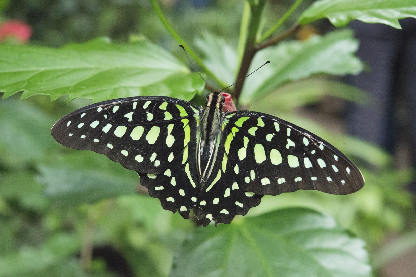 Nikon D800 sample photo. Butterfly, wings, colorful photography