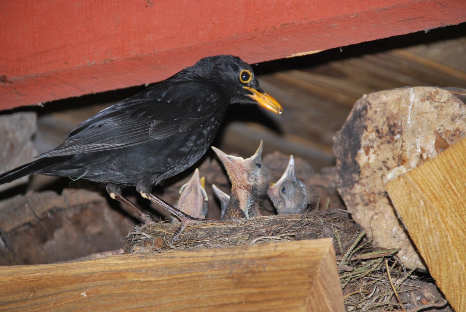 Nikon D60 sample photo. Blackbird, nest, hunger photography